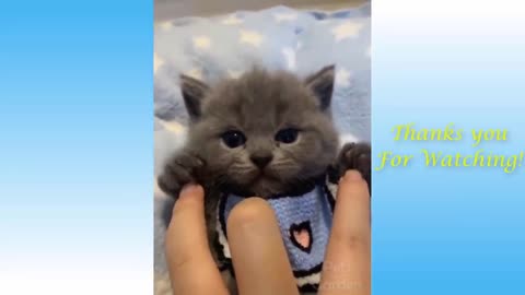 Cute animal funny video