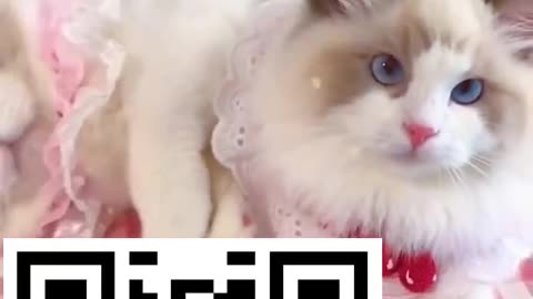 Awww Cute cat videos! Funny and Adorable!