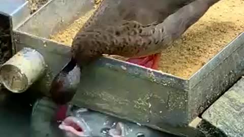 A duck feeds the fish