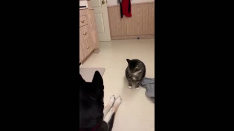 Dog doesn't like paws touched and cat know this!