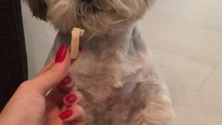 White dog on hind legs begging for snacks