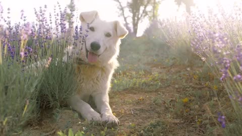 Happy And Funny Dog