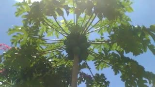 Wonderful papaya tree loaded with papayas, still green [Nature & Animals]