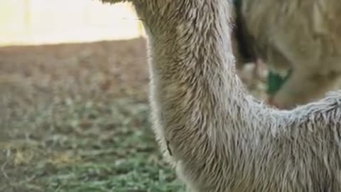0.Close Up Video of Llama