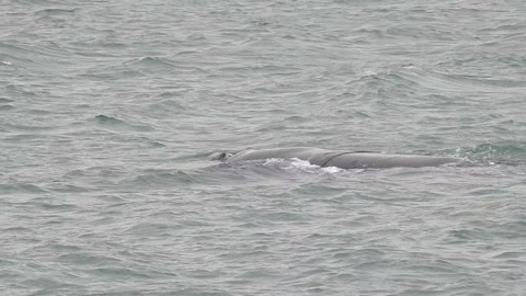 Famous Wellington New Zealand Whale Breaches Close By