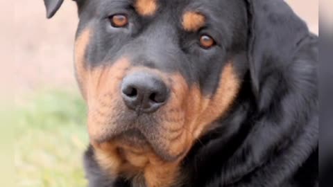 Rottweiler dog. New journey funny cute videos
