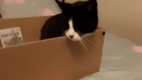 Sweet little mittens the cat in her box