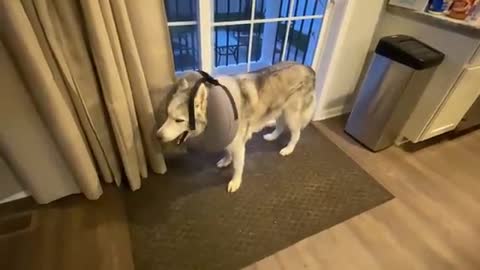 Stubborn Husky destroys brother's toy