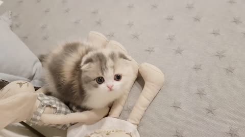 Cute short little kitty