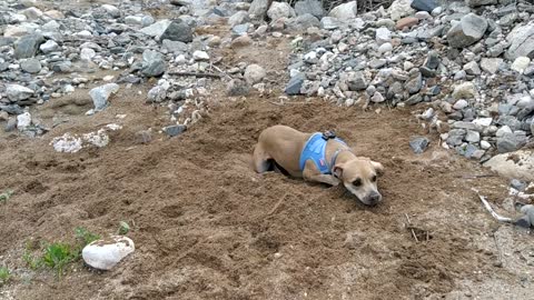 Have you ever seen a dog playing in the dirt?