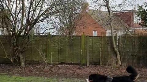 Large dog trying to be friends with squirrel