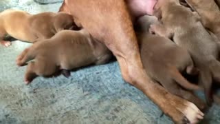 Nahmone puppies