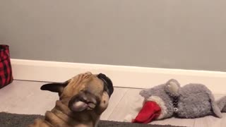 Frenchie sings along to bagpipes