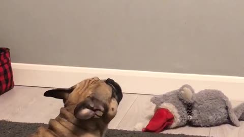 Frenchie sings along to bagpipes