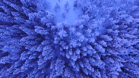 Frozen Forest - Beautiful Nature Videos #1