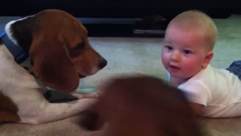 Beagle My Dog Playing With My Cute Baby
