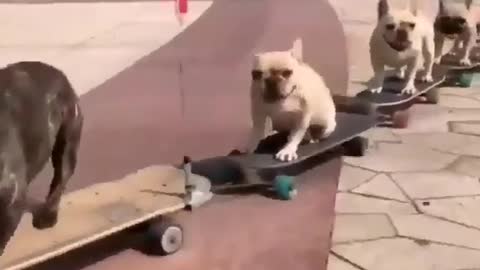 Very funny dog video 😂😂😂😂😂