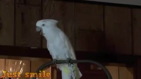 Smart parrot that imitates the laughter of its owner
