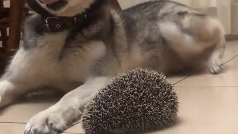Hedgehog tries to befriend a dog