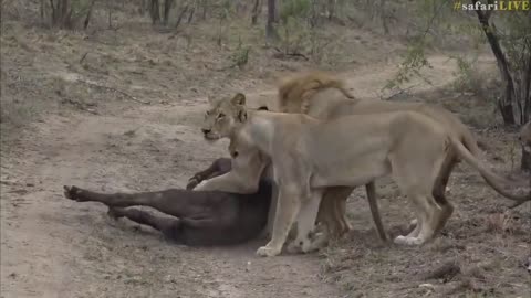 Lioness brutally take down a young buffalo