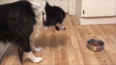 Confused dog frightened by reflection in food bowl