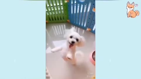 cute dog dancing!!!