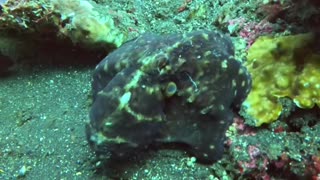 Day Octopus Shows Off Colorful Display