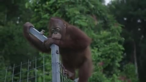 Baby Primates Love Their Caretakers | Baby Orangutans Compilation | Love Nature