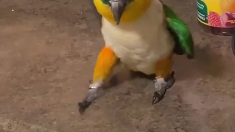 He is literally dancing with the music 🐦😍