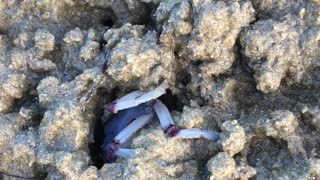 Blue Soldier Crab Scurries Along Beach