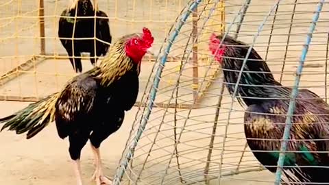 Cock fighting video_cock fight_ cock