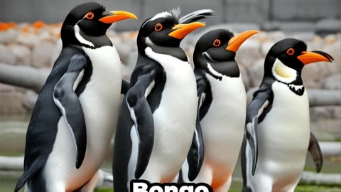Penguin Bongo's Story