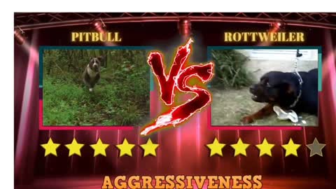 Pitbul and roatwiler dogs Fight