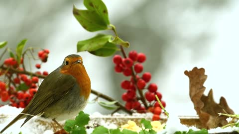 a beautiful bird on the trees