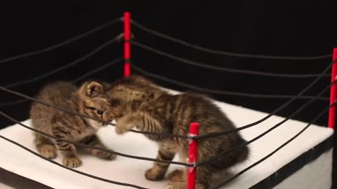 World Wrestling Cats 2020 | Kitten Fighting Competition