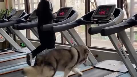 Dog maintaining fitness #shorts