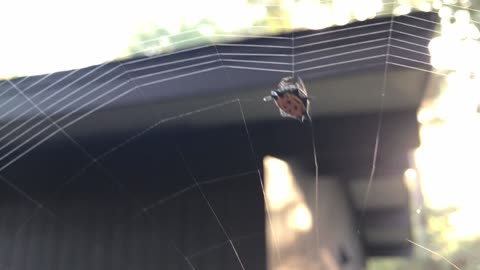 Spider weaves a web
