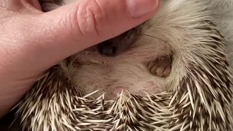 Calm hedgehog is receiving some love from the owner