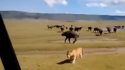Shocking moments when painful Lions are attacked and tortured by Africa . Part 3