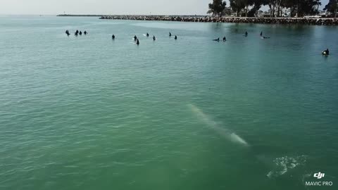 Whale Swims Beneath Group of Surfers Off Southern California Coast