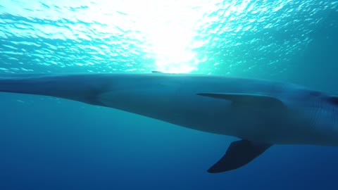 Dolphins swimming with divers in the Red Sea, Eilat Israel