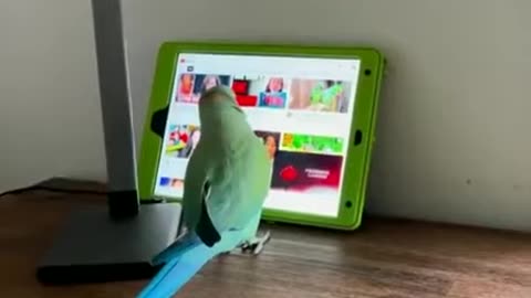 Parrotception: Watch as This Parrot Gets Entranced Watching Other Parrots on YouTube!