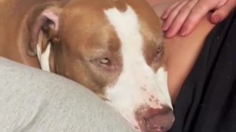 Dog reacts to baby moving in owners belly