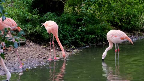 Birds very beautiful moments