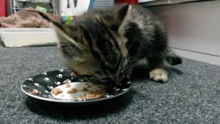 Rescued kitten enjoys first meal