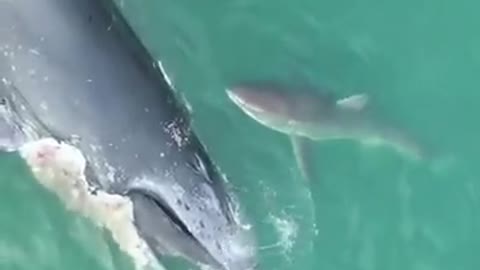 shark eating the remains of a balloon