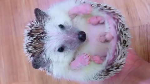 what is hedgehog and what it do