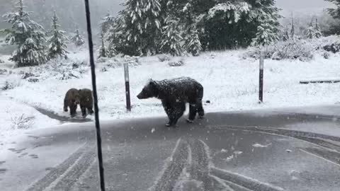 Bear Wanders by With Her Cubs