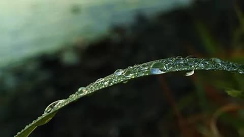 Lakeside Dew Drops