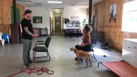 Leash reactive dog training- Dog reactivity training n1